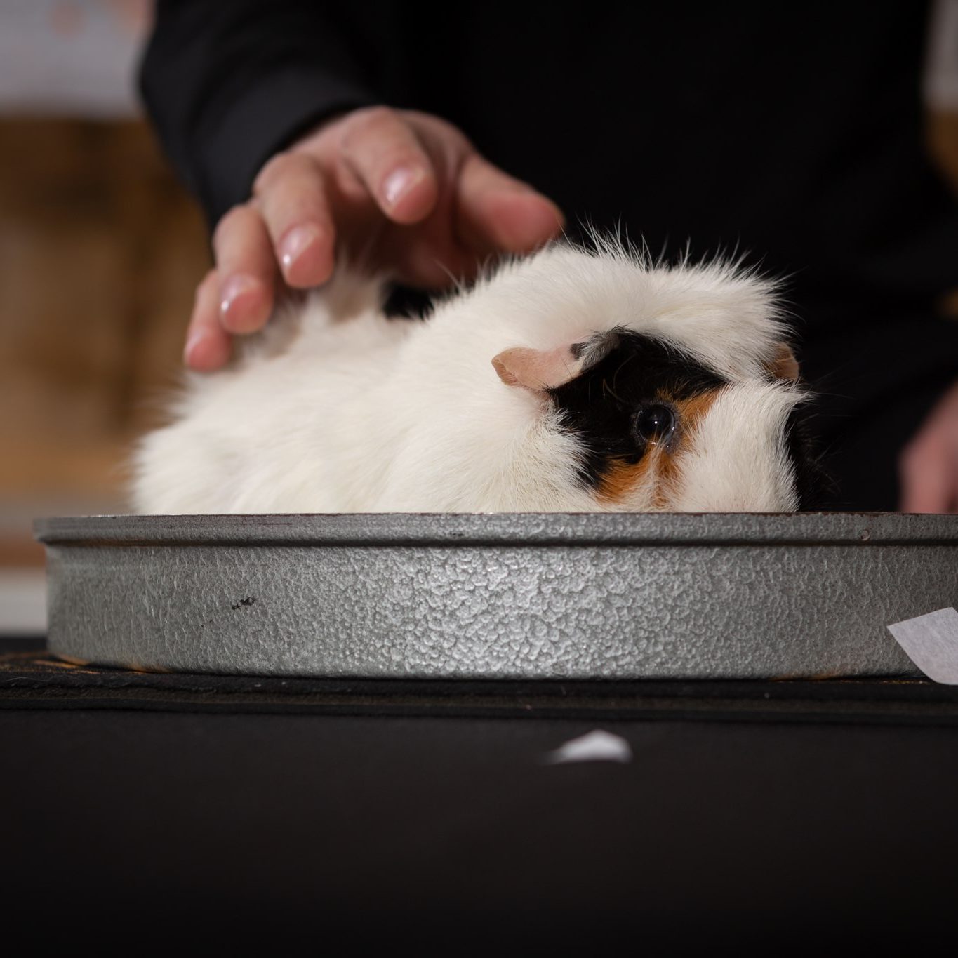 Monsieur Blanc, votre cochon d'inde magique préféré !